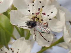 Bibio xanthopus