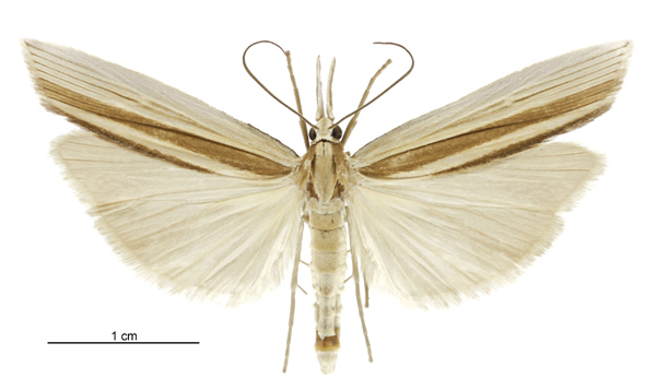 Orocrambus angustipennis