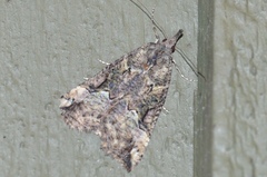 Hypena decorata