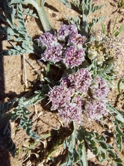 Vesper montanus