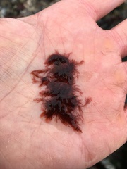 Antithamnionella spirographidis