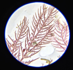 Antithamnionella spirographidis