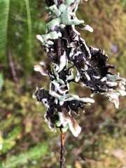Hypogymnia occidentalis