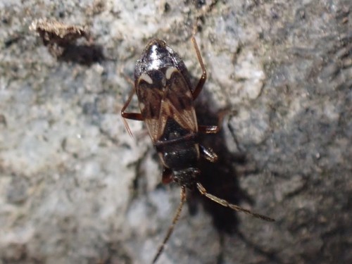 Scolopostethus diffidens