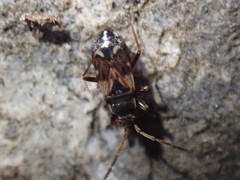 Scolopostethus diffidens