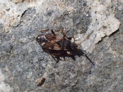 Scolopostethus diffidens