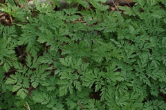 Dicentra formosa formosa
