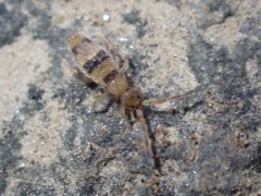 Entomobrya triangularis