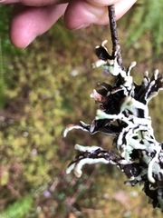Hypogymnia occidentalis