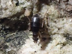 Puliciphora