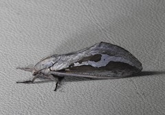 Abantiades labyrinthicus