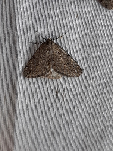 Spring Cankerworm Moth photo 6