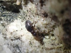 Puliciphora
