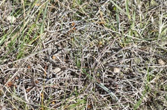 Muehlenbeckia ephedroides