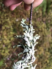 Hypogymnia occidentalis