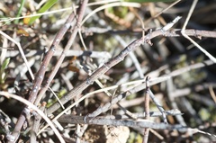 Muehlenbeckia ephedroides