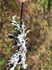 Hypogymnia occidentalis