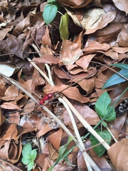 Dicelosternus corallinus