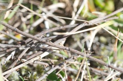 Muehlenbeckia ephedroides