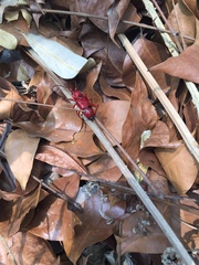 Dicelosternus corallinus