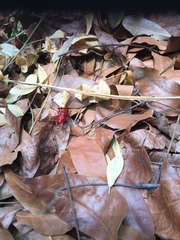 Dicelosternus corallinus