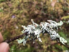 Hypogymnia occidentalis