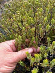 Veronica buchananii