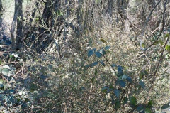 Teucrium parvifolium
