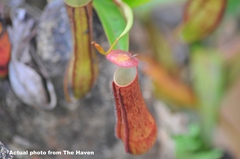 Nepenthes gracilis