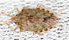 Bathrus variegatus