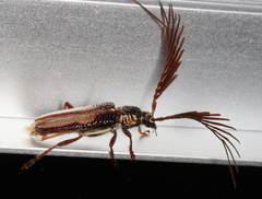 Piesarthrius marginellus