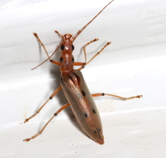 Parisopalpus nigronotatus