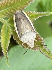 Aenaria lewisi