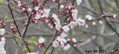 Prunus sargentii