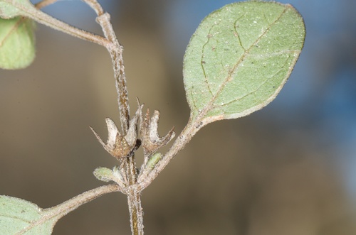 Teucrium parvifolium (Hook.f.) Kattari & Salmaki