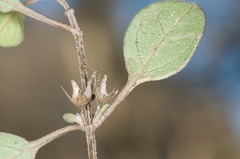 Teucrium parvifolium