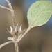 Teucrium parvifolium - Photo (c) Jon Sullivan, algunos derechos reservados (CC BY)
