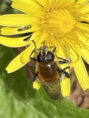 Merodon equestris