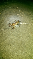 Colossopus redtenbacheri