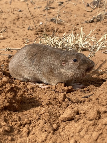 Jones' Pocket Gopher (Geomys knoxjonesi) — Least Concern Mammalia