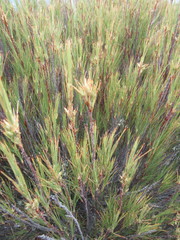 Dracophyllum acerosum