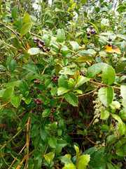 Citharexylum ilicifolium