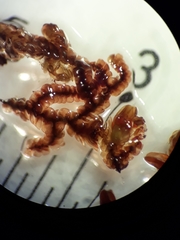 Frullania incumbens