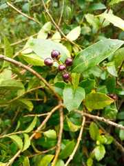 Citharexylum ilicifolium