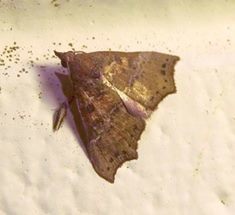 Axiocteta turneri