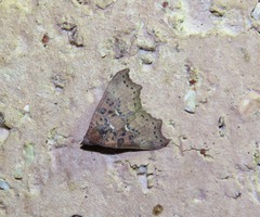 Axiocteta turneri
