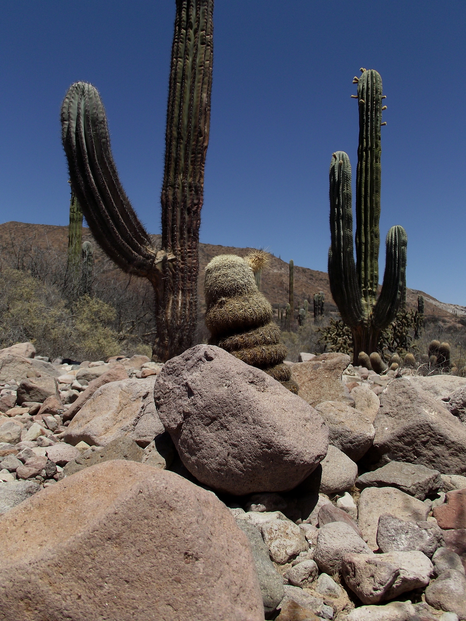 Echinocereus grandis  iNaturalist