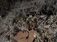 Ambrosia ilicifolia