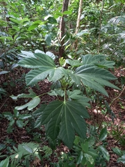 Osmoxylon pectinatum