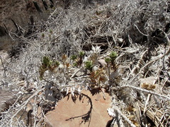 Ambrosia ilicifolia